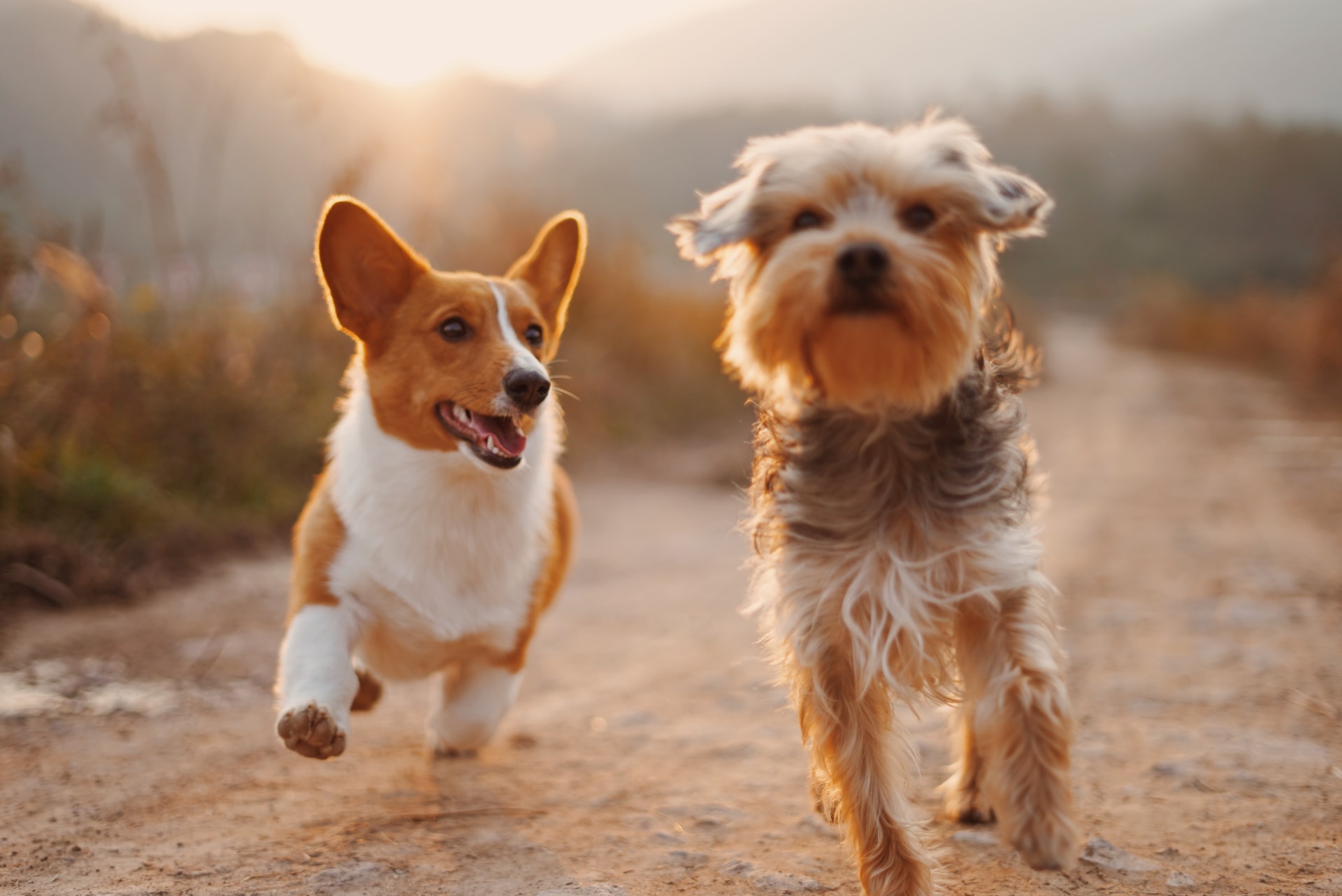 What You Need to Know About Hypoallergenic Dogs