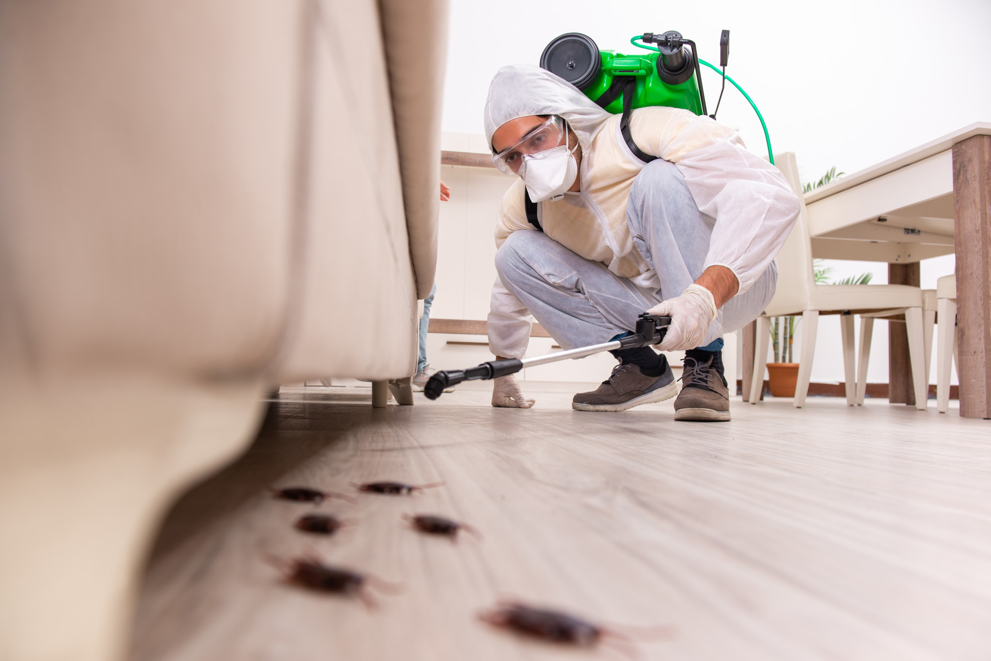 Are you on the hunt for the best pest control company in your area? This is how to choose the best services for your needs.