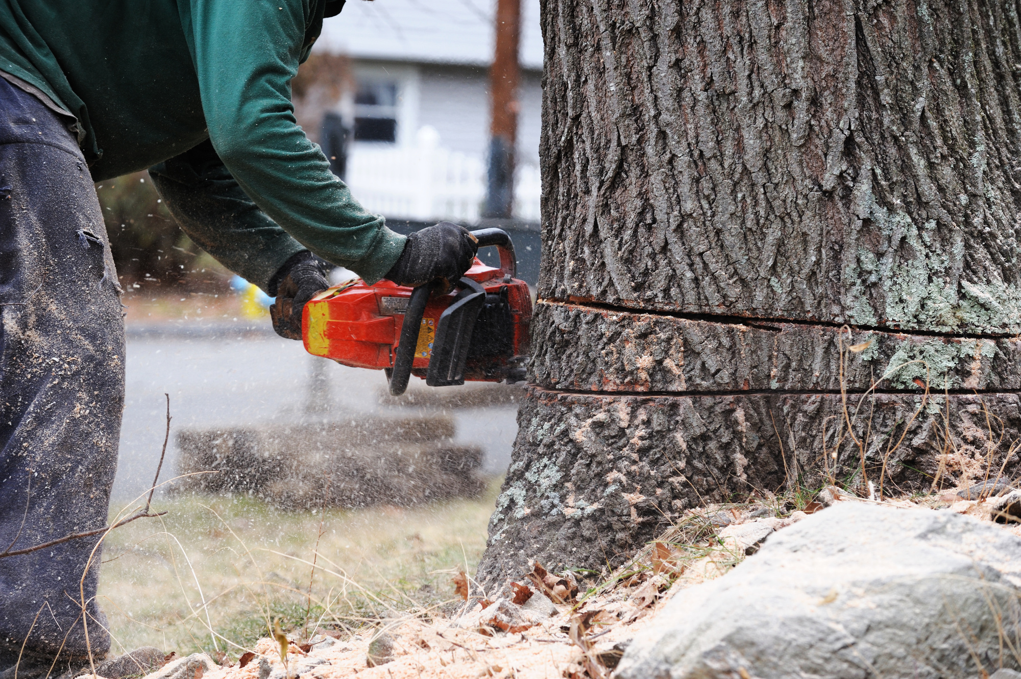 Finding the right professional to remove a tree on your property requires knowing your options. This guide explains what to know about hiring a tree service.