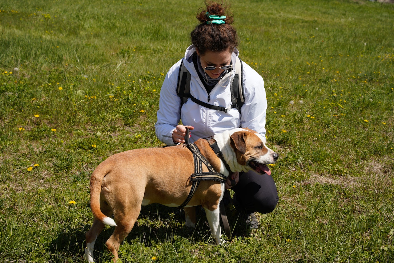 How to Fit and Adjust a Service Dog Harness